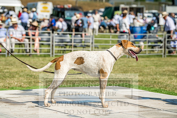 Builth Hound Show 2018-131