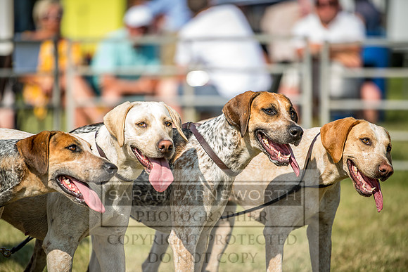 Builth Hound Show 2018-158