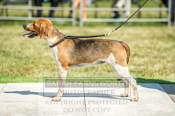 Builth Hound Show 2018-121