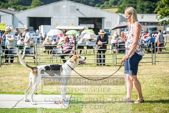 Builth Hound Show 2018-151