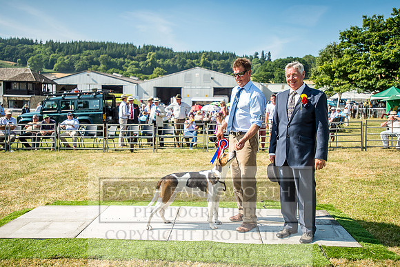 Builth Hound Show 2018-144