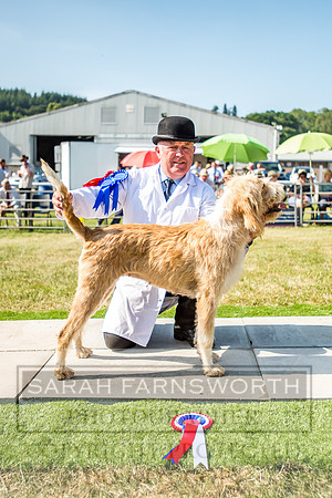 Builth Hound Show 2018-160