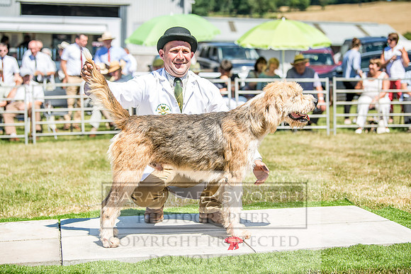 Builth Hound Show 2018-81