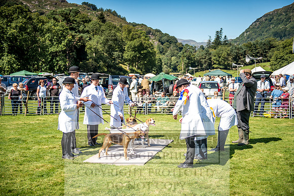 Rydal Hound Show 2017-28