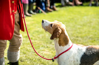 Rydal Hound Show 2017-8