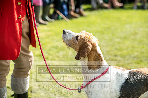 Rydal Hound Show 2017-8