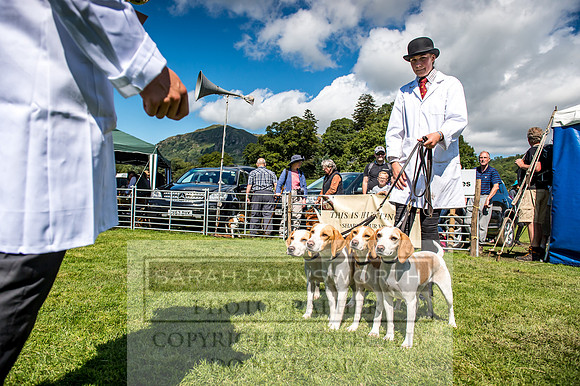 Rydal Hound Show 2017-32