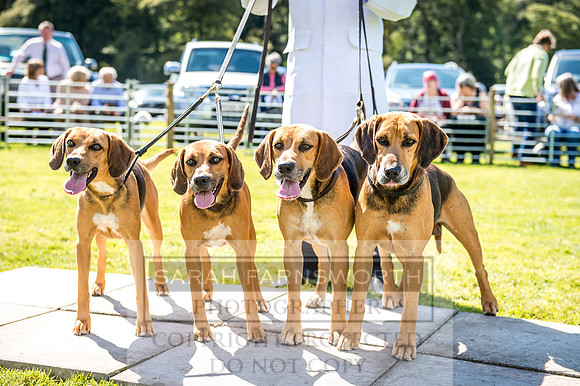 Rydal Hound Show 2017-40