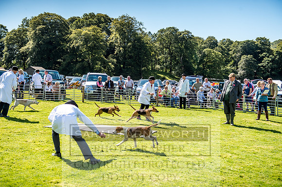 Rydal Hound Show 2017-27
