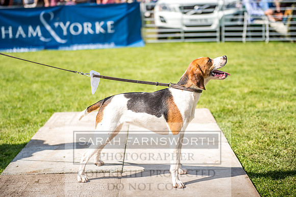 Rydal Hound Show 2017-49