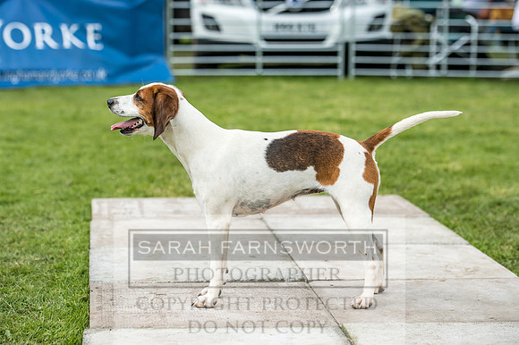 Rydal Hound Show 2017-11