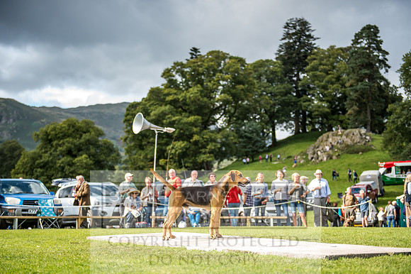 Rydal Hound Show 2017-65