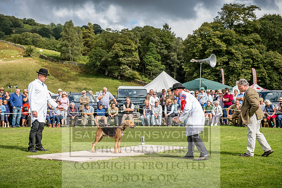 Rydal Hound Show 2017-62