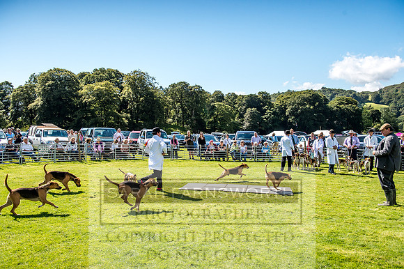 Rydal Hound Show 2017-36
