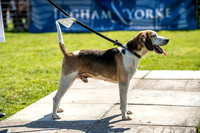 Rydal Hound Show 2017-4