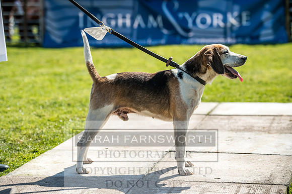 Rydal Hound Show 2017-4