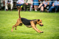 Rydal Hound Show 2017-15