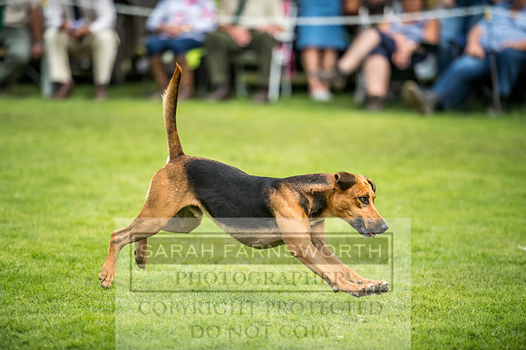 Rydal Hound Show 2017-15