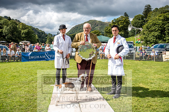 Rydal Hound Show 2017-58