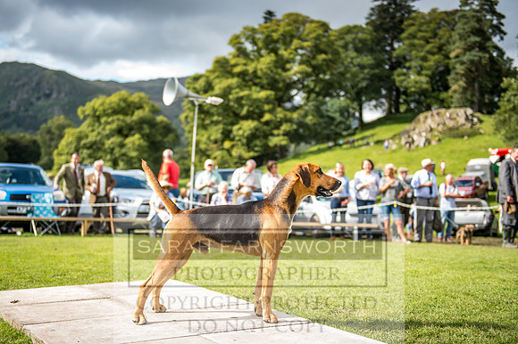Rydal Hound Show 2017-66