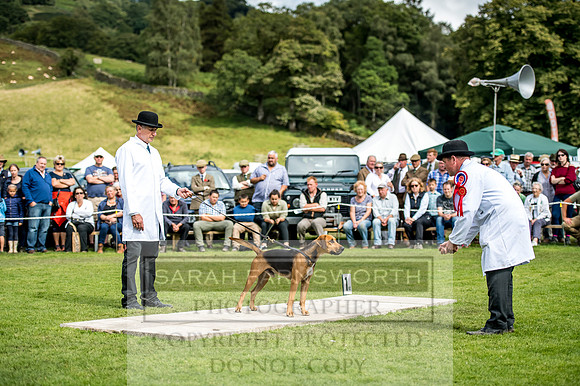 Rydal Hound Show 2017-14