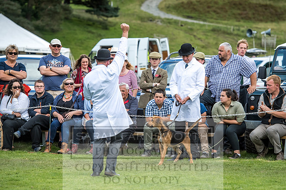 Rydal Hound Show 2017-20