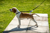Rydal Hound Show 2017-1