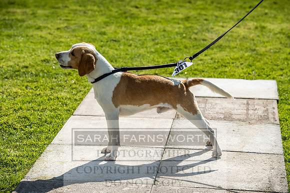 Rydal Hound Show 2017-1