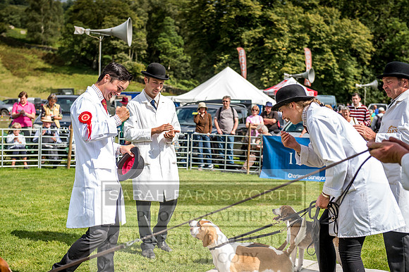 Rydal Hound Show 2017-57