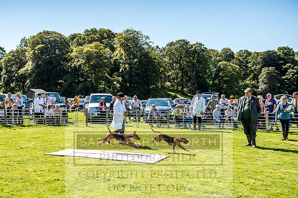 Rydal Hound Show 2017-26