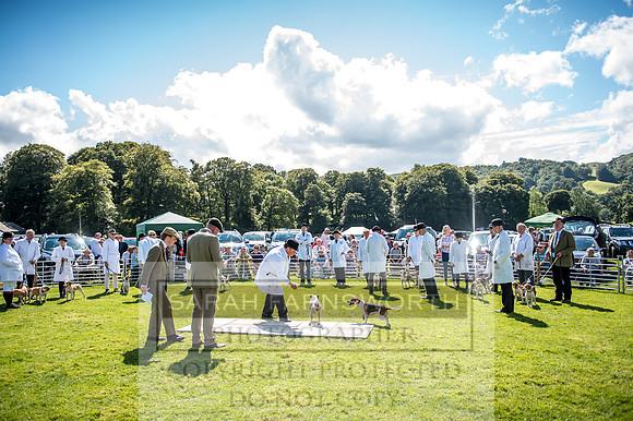 Rydal Hound Show 2017-50