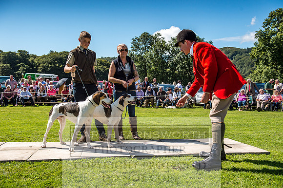 Rydal Hound Show 2017-35