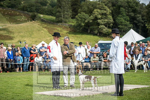 Rydal Hound Show 2017-17