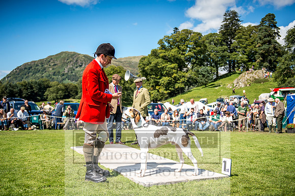 Rydal Hound Show 2017-48