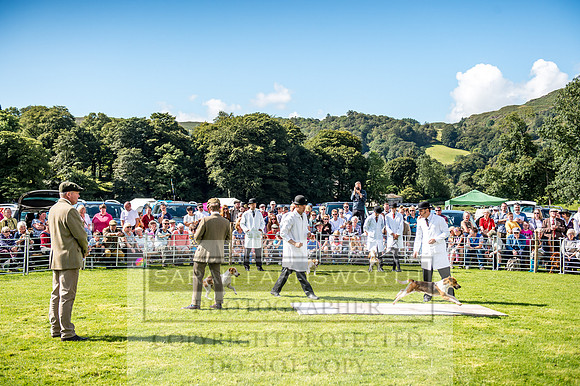 Rydal Hound Show 2017-23