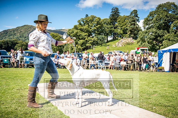 Rydal Hound Show 2017-52