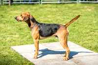 Rydal Hound Show 2017-7