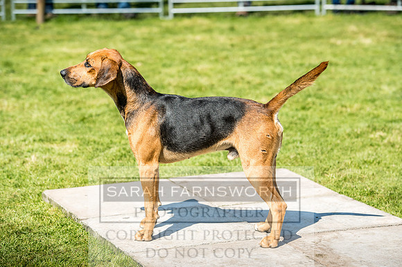 Rydal Hound Show 2017-7