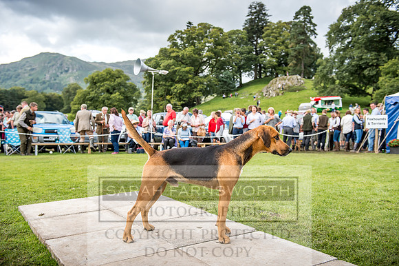 Rydal Hound Show 2017-64