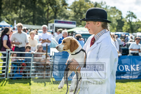 Rydal Hound Show 2017-2