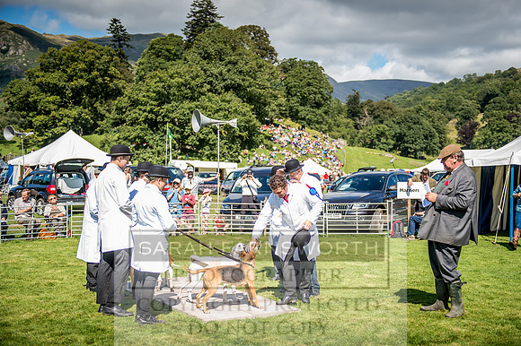 Rydal Hound Show 2017-29