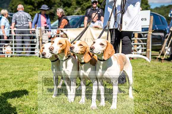 Rydal Hound Show 2017-31