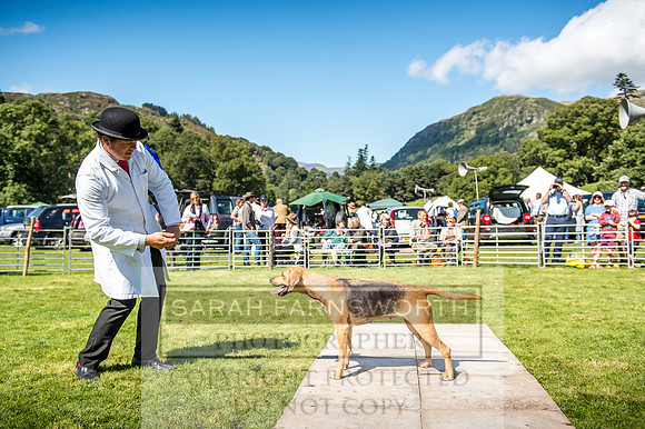 Rydal Hound Show 2017-30