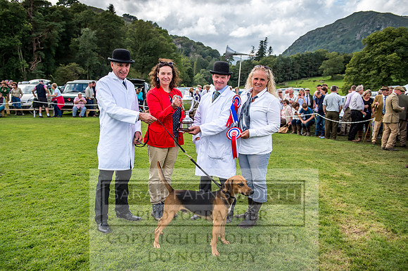 Rydal Hound Show 2017-63
