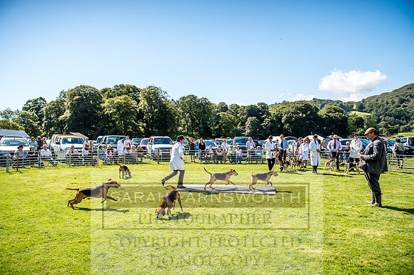 Rydal Hound Show 2017-37