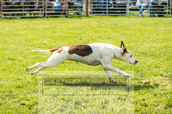 Rydal Hound Show 2017-10