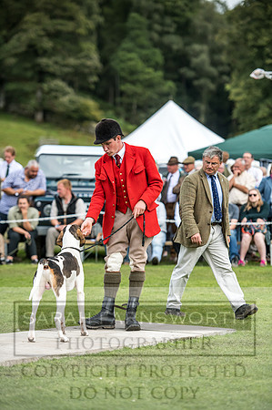 Rydal Hound Show 2017-16