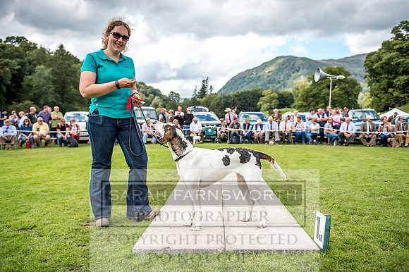 Rydal Hound Show 2017-55