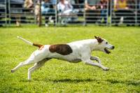 Rydal Hound Show 2017-9