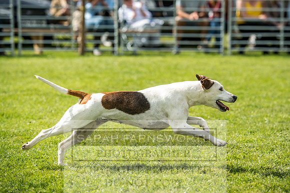 Rydal Hound Show 2017-9